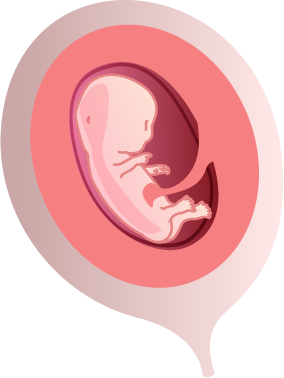 fetus
