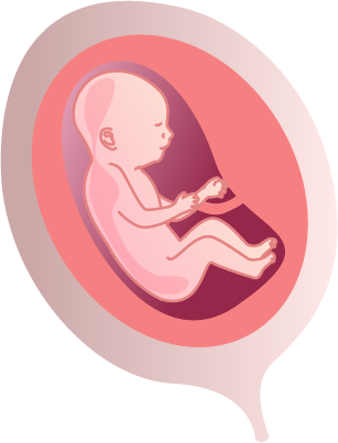 fetus