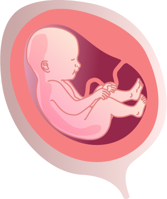 fetus