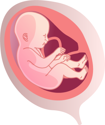 fetus