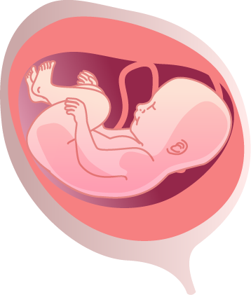 fetus